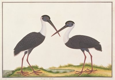 Woolly-necked Stork, from Drawings of Birds from Malacca, c.1805-18 by Chinese School